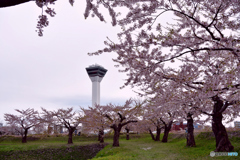 旅先にて　函館編　№7　北の国から