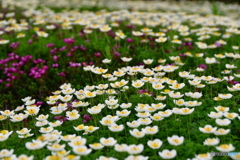 チングルマ　大雪山の花　№1　北の国から