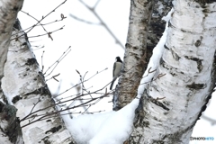 白樺や雪と同化しています？　北の国から