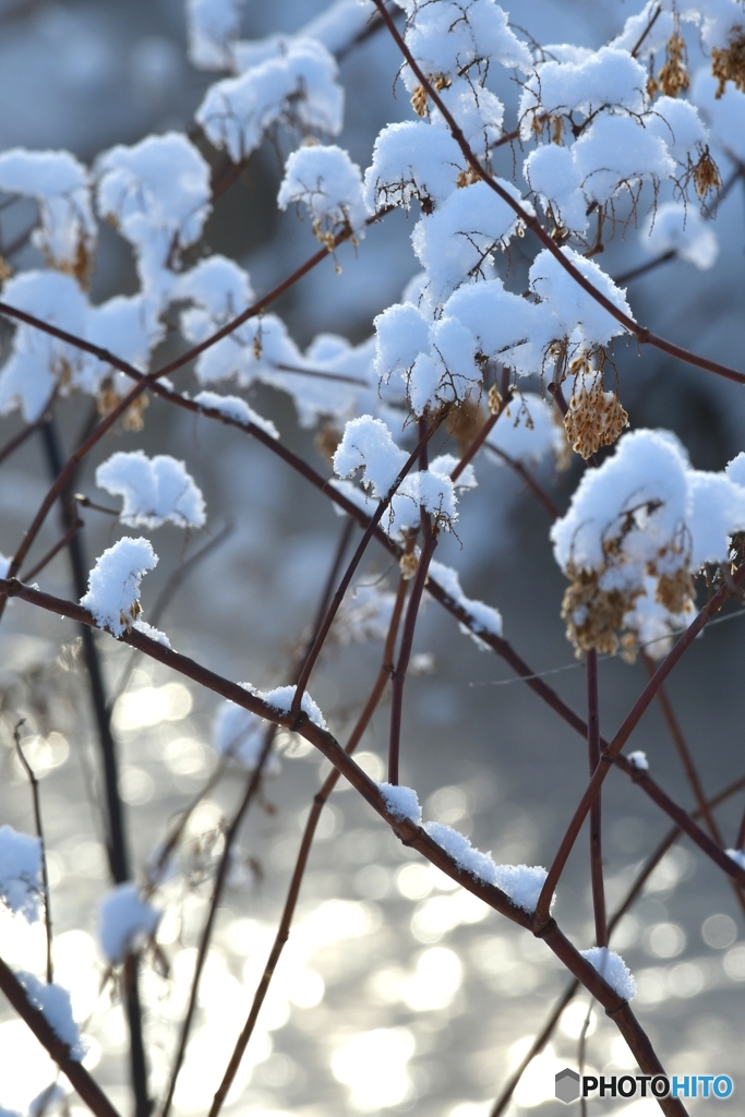 雪の花　№3　北の国から