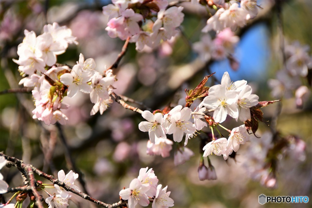 令和の桜　№3　北の国から