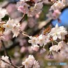 令和の桜　№3　北の国から