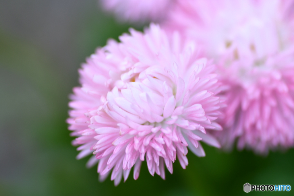 モモイロタンポポ？　北の国から