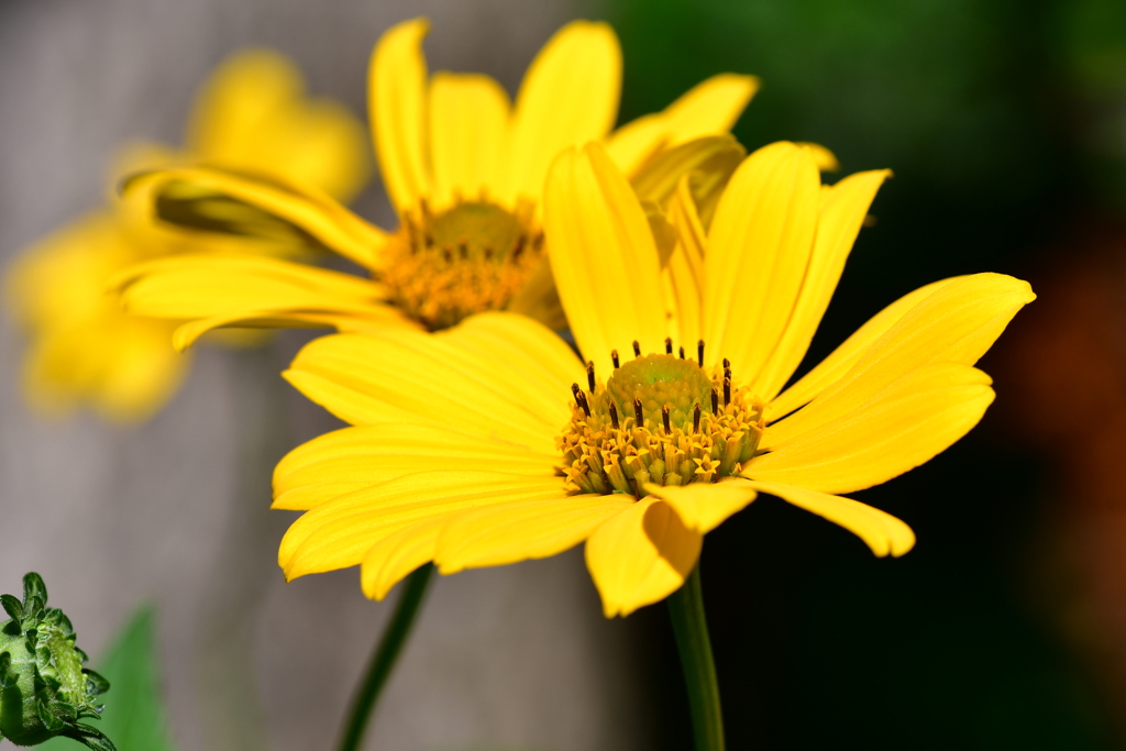 ルドベキア　№4　北の国から