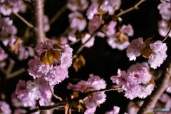 旅先にて　弘前にて　№13　北の国から