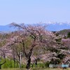 春の賑わい　№6　北の国から