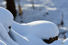 草花から雪の花へ　№2　北の国から