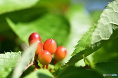 桜の実　ひょっとしてサクランボ？いや違う　北の国から