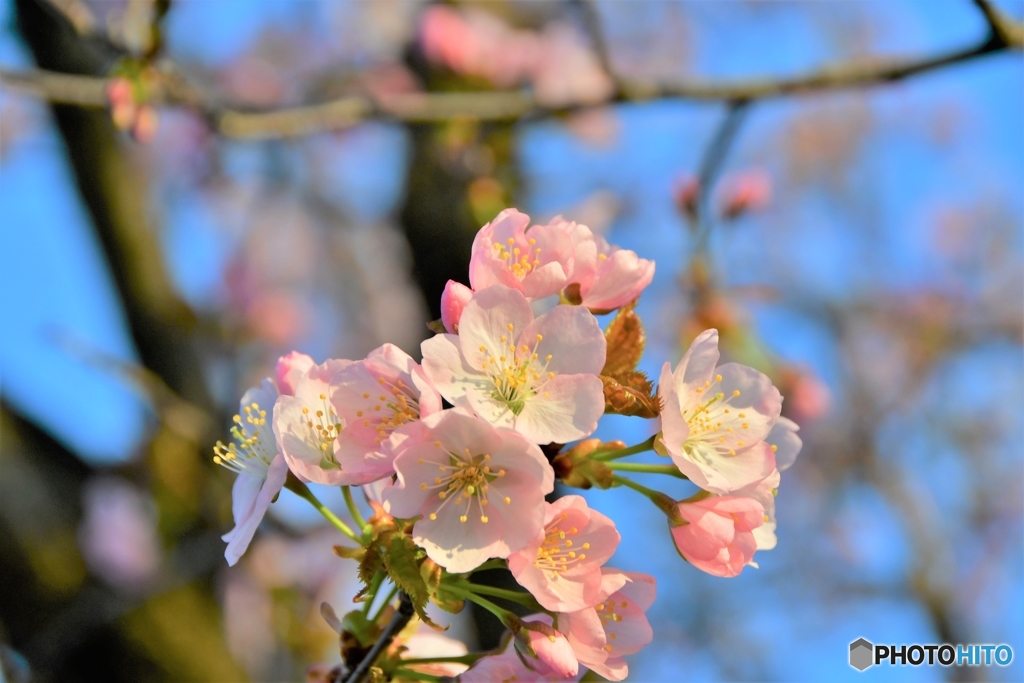 桜前線停滞中　№8　北の国から