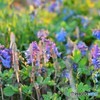 春の息吹　№20　北の国から
