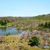 春の賑わい　№3　北の国から