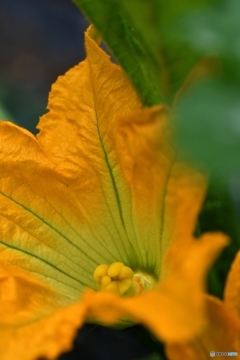 ズッキーニの花　北の国から