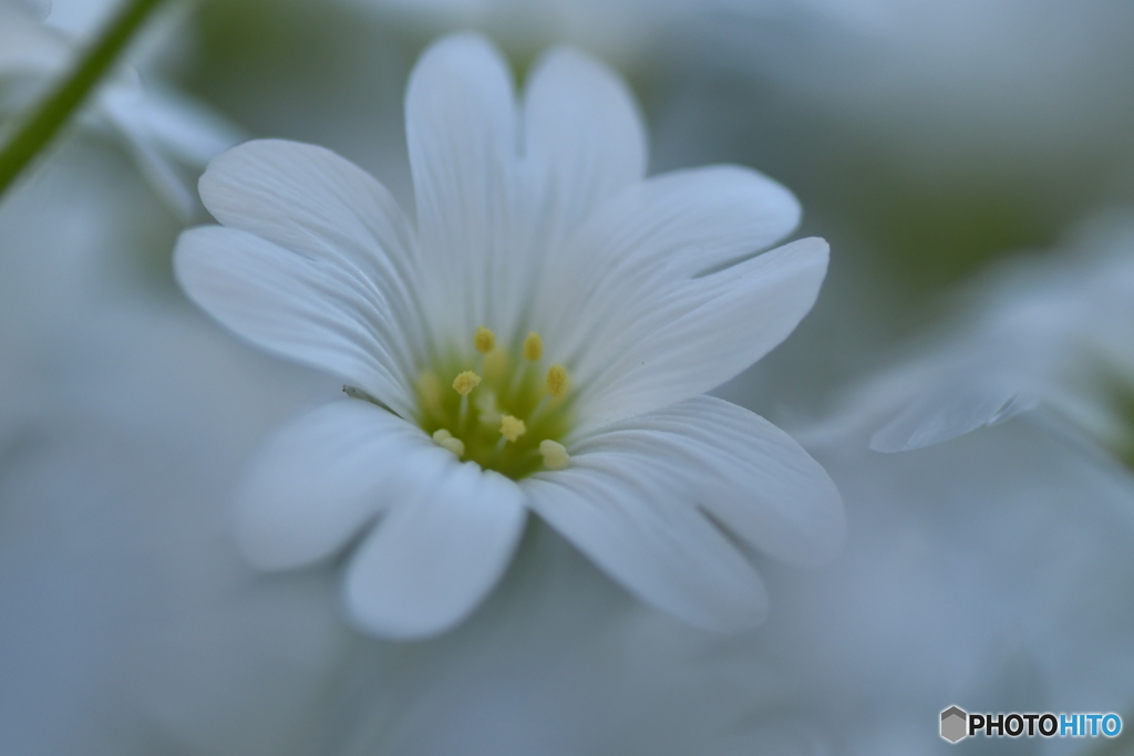 夏雪草　北の国から