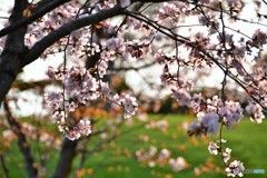 少し遅れて　№4　北の国から