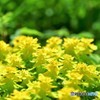 春の彩り　№33　北の国から