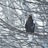 越冬　№2　北の国から