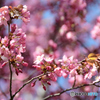 江別桜物語　№6　北の国から