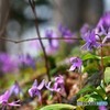 春の癒し　№3　北の国から