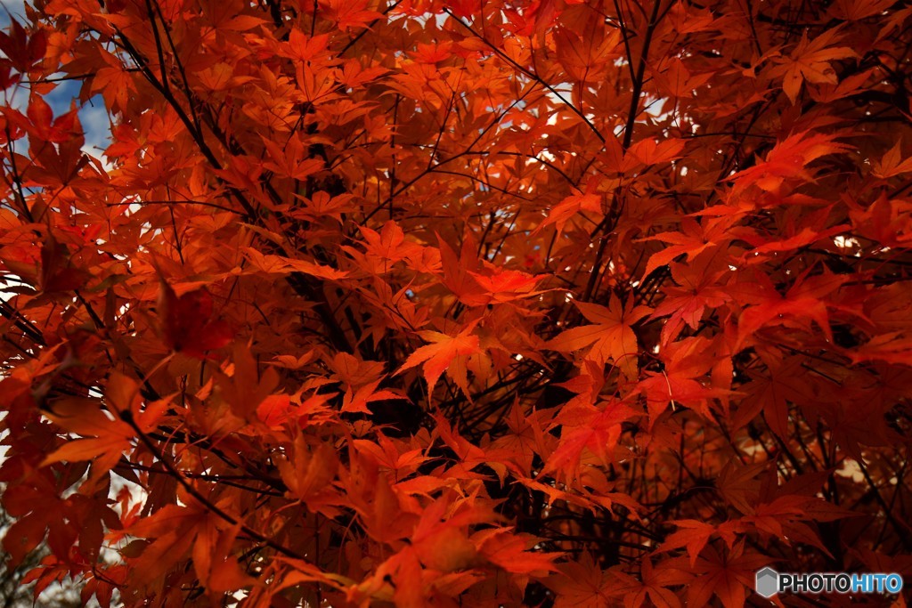 紅をまとう　№3　北の国から