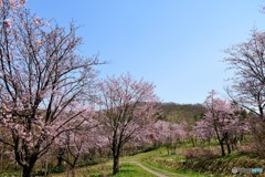 春の賑わい　№5　北の国から