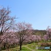 春の賑わい　№5　北の国から