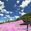 ピンクの絨毯　№5　北の国から