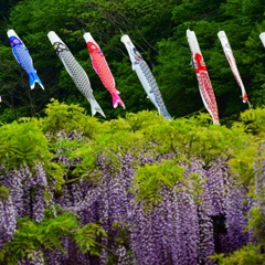 少し前の 撮影   藤棚と鯉のぼり
