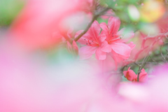 SDIM0176