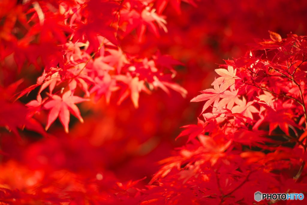 紅Ⅱ