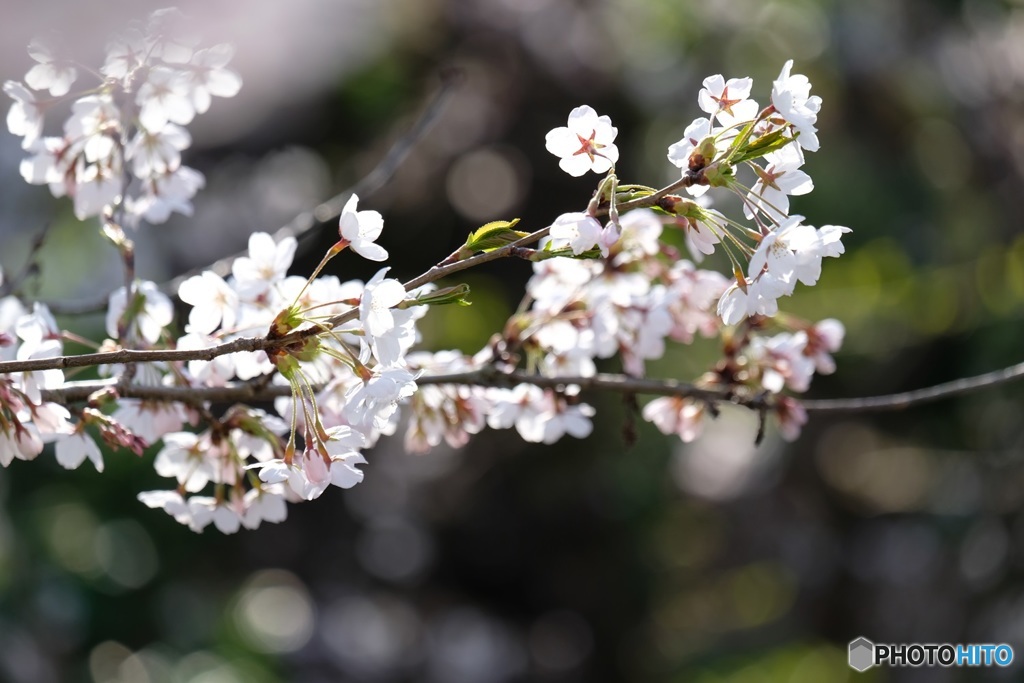 桜花Ⅱ