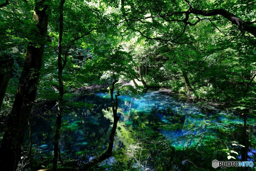 沸壺の池２０１９