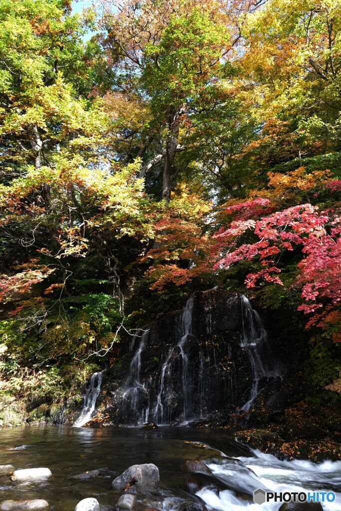 中野もみじ山Ⅳ（2019）