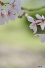 春日和Ⅲ