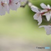 春日和Ⅲ