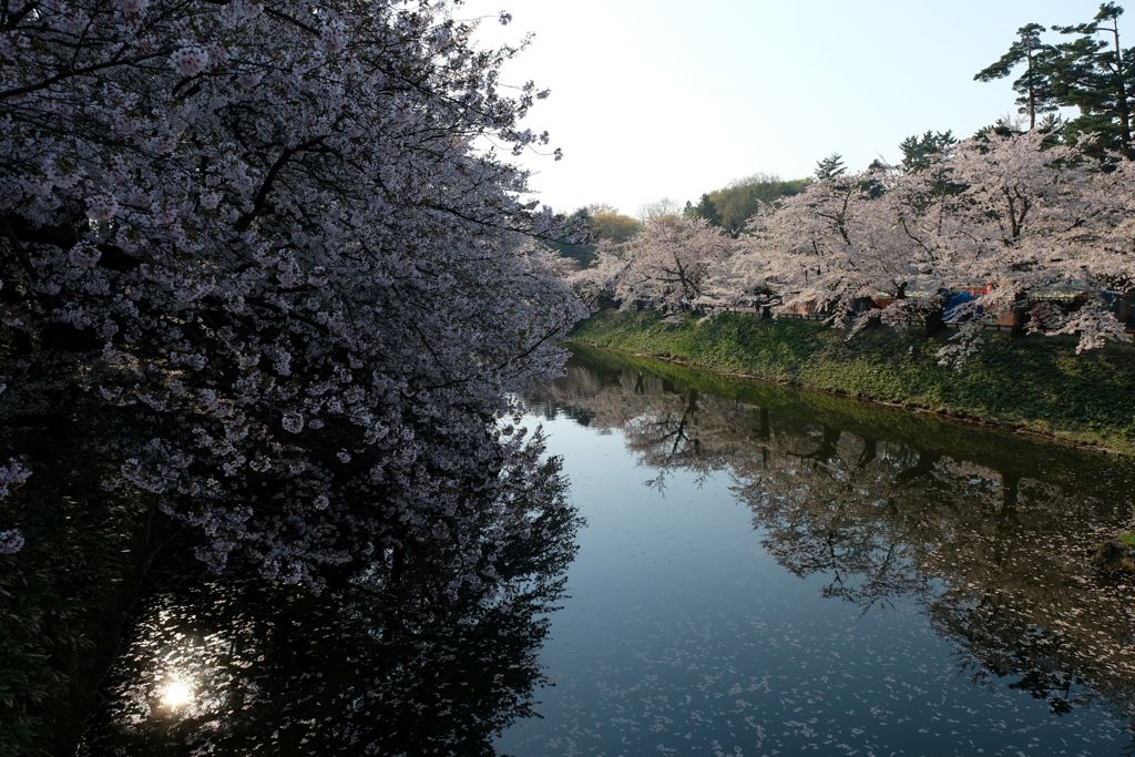 弘前城のさくら その⑤
