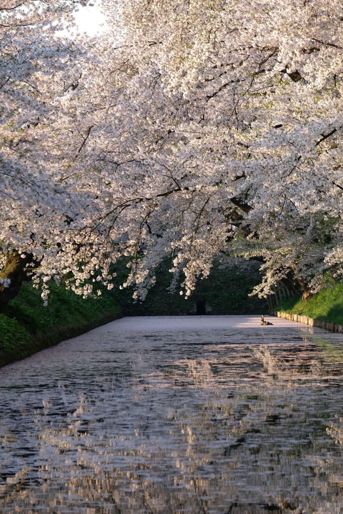 弘前城のさくら その④