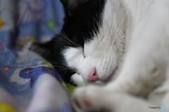 ピンクのおはな