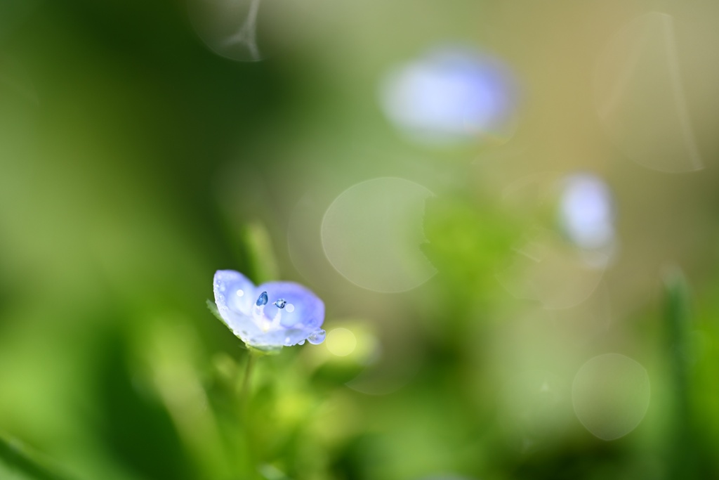 足下の花１