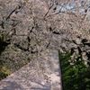 弘前城のさくら その⑲