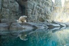 男鹿水族館にてⅥ