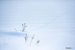 雪上の足跡