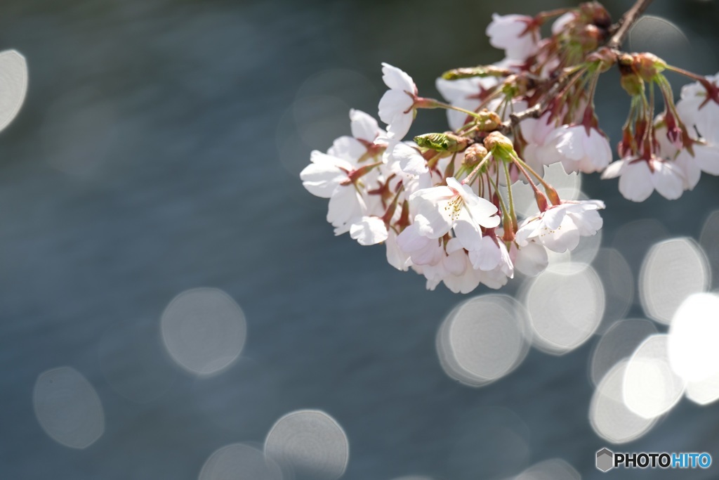桜花Ⅰ