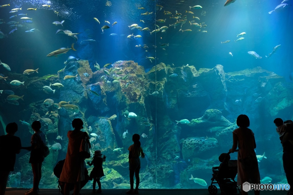 男鹿水族館にてⅠ