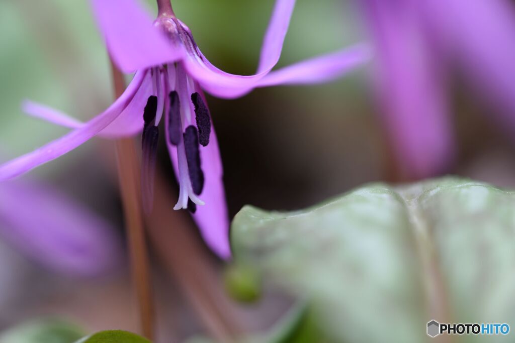 2020 カタクリの花Ⅰ