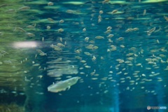 男鹿水族館にてⅣ