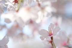春日和Ⅰ