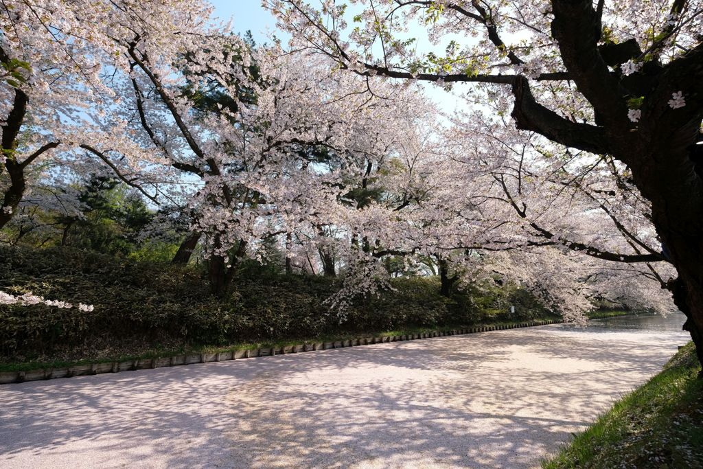 弘前城のさくら その⑮