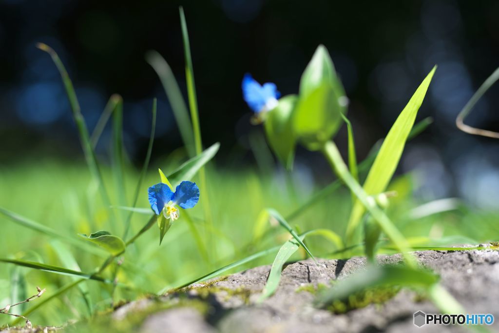 晴れた日にⅤ