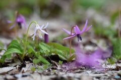 2020 カタクリの花Ⅴ