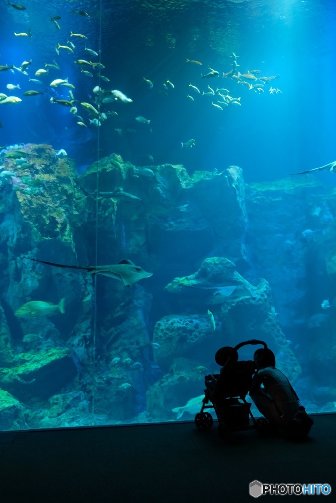 男鹿水族館にてⅡ